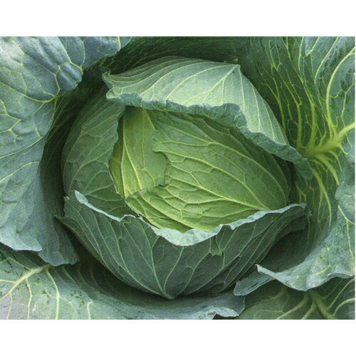 YR岩王 2000粒 キャベツ 甘藍 かんらん カンラン【増田採種場 種 たね タネ】【通常5倍 5のつく日はポイント10倍】