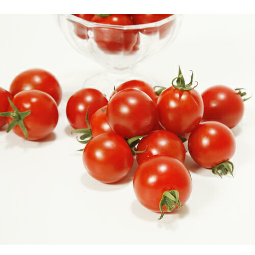 みわた 100粒 トマト とまと 蕃茄【ヴィルモランみかど 種 たね タネ】【通常5倍 5のつく日はポイント1..