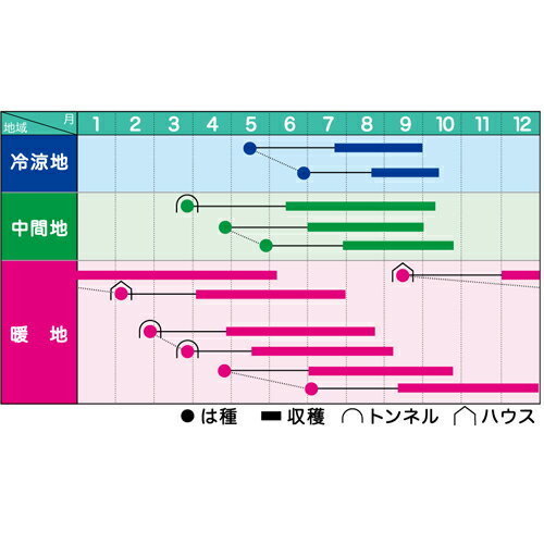 キャスバル 2dl オクラ おくら 【ヴィルモランみかど 種 たね タネ】【通常5倍 5の...