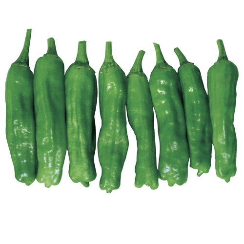 樂天商城 - 東京ししとう 20ml ししとう シシトウ 獅子唐【武蔵野種苗 種 たね タネ 】【通常5倍 5のつく日はポイント10倍】