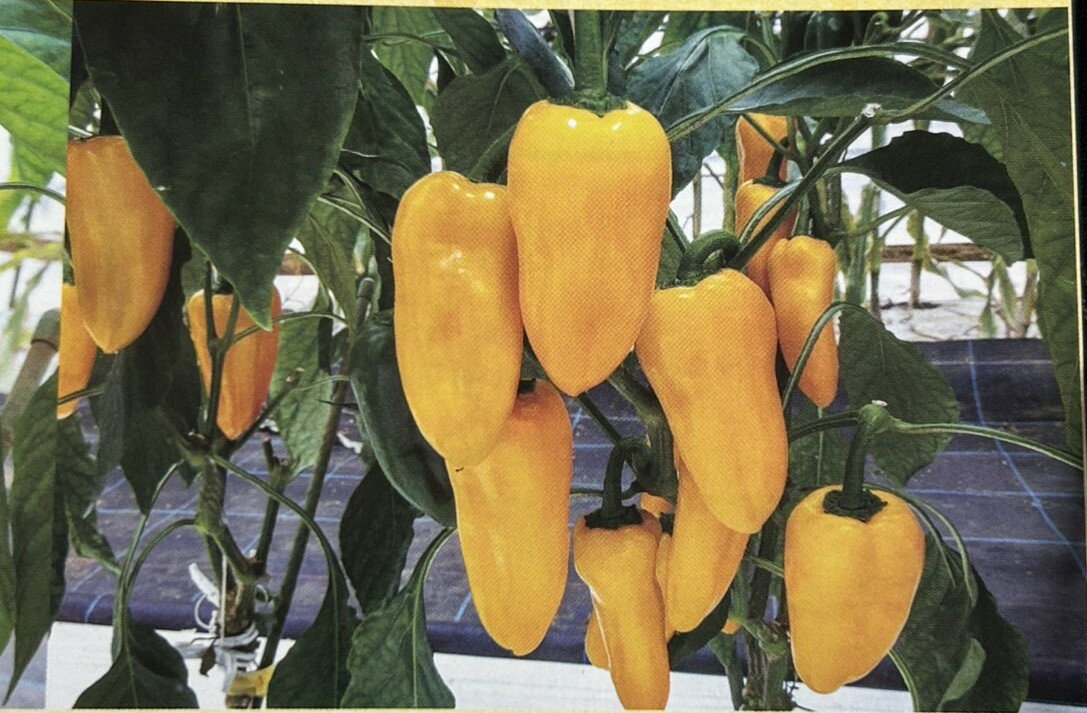 樂天商城 - ミニポップイエロー 100粒 カラーピーマン ぴーまん 一代交配【武蔵野種苗 種 たね タネ 】【通常5倍 5のつく日はポイント10倍】