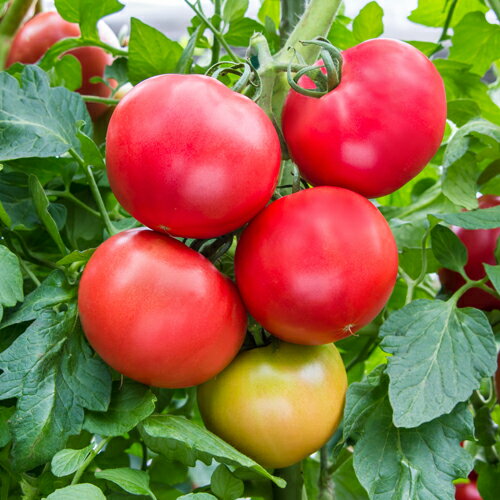 MST-1331 100粒 トマト とまと 蕃茄 一代交配【武蔵野種苗 種 たね タネ 】【通常5...