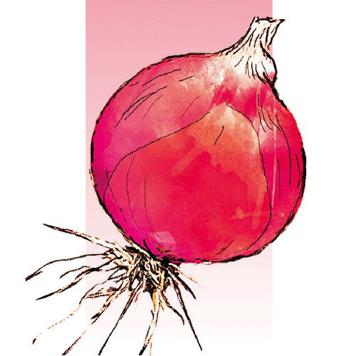 ・抽苔・分球が少なく、収量性にも優れます。 ・玉は球に近い甲高で、L〜2Lサイズを中心によく揃います。 ・外皮は薄い赤色で、通常の赤玉品種に比べて球内の着色も淡い紅色となります。 メーカー在庫となります為、流動的となります メーカー確認後、すぐにご用意できない等の場合もございます。その際は予約対応となり別途御連絡させていただきます。 申し訳ございませんが、ご了承の程よろしくお願いいたします。 【納期】 見込みで7から12営業日・取り寄せ・予約商品に関しましては、後ほど弊社より連絡させていただきます。 上記期間はあくまで見込みでの計算となります事、ご了承下さいませ。こちらは野菜のタネです