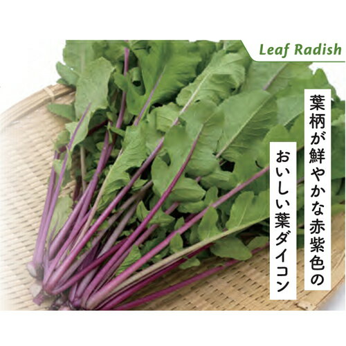 藤之助（赤軸葉だいこん） 2dl 葉大根 大根 ダイコン だいこん 松永交配 【松永種苗 種 たね タネ】【..