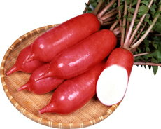 樂天商城 - 秋まき茜わらべ 20ml詰 大根 ダイコン だいこん 宇治交配 【丸種 種 たね タネ】【通常5倍 5のつく日はポイント10倍対象外商品ポイント3倍固定商品】