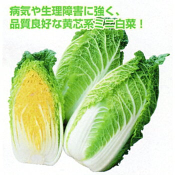 Rakuten - サラダ白菜新 ミニ頼黄50 20ml詰 白菜 ハクサイ はくさい 宇治交配【丸種 種 たね タネ】【通常5倍 5のつく日はポイント10倍対象外商品ポイント3倍固定商品】