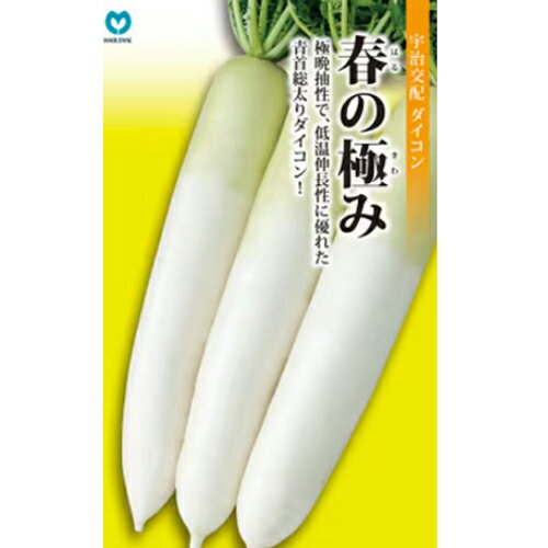 Rakuten - 春の極み 2dl 大根 ダイコン だいこん 宇治交配 【丸種 種 たね タネ】【通常5倍 5のつく日はポイント10倍対象外商品ポイント3倍固定商品】