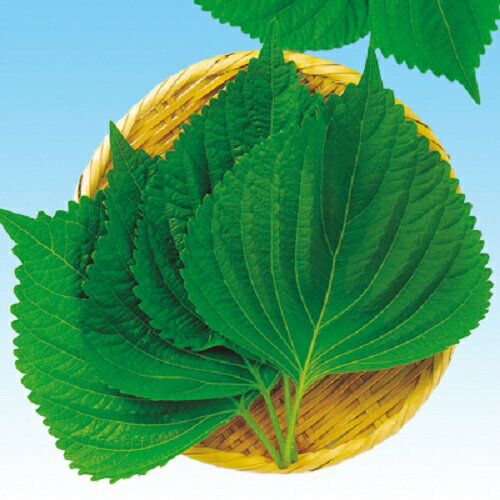 樂天商城 - えごま（黒種） 1L 紫蘇 シソ しそ 中原採種場 【中原採種場 種 たね タネ 】【通常5倍 5のつく日はポイント10倍】