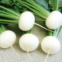 樂天商城 - はくすい（小蕪） 2dl かぶ カブ 蕪 F1 中原採種場 【中原採種場 種 たね タネ 】【通常5倍 5のつく日はポイント10倍】