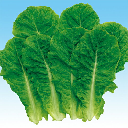 こちらは野菜のタネです