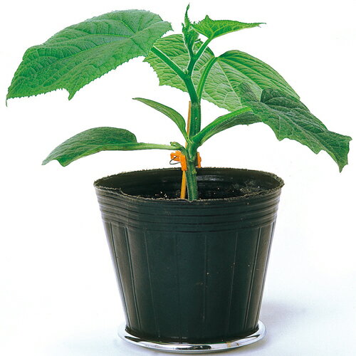 根の力1号 350粒 台木 ダイギ だいぎ 【中原採種場 種 たね タネ 】【通常5倍 5のつく日はポイント10倍】