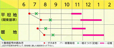YCR金剛(こんごう) キダネFC 2500粒 キャベツ ノウリン交配 【日本農林社 種 たね ...