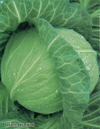 ���Ĥ��� ������FC 2500γ ����٥� �Υ������� ���������Ӽ� �� ���� ���� �ۡ��̾�5�� 5�ΤĤ����ϥݥ����10�ܡ�