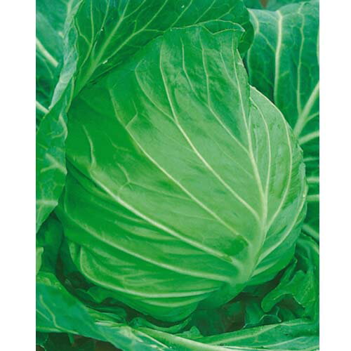 �ȥ󥬥�ݥ��� ������FC 2500γ ����٥� �Υ������� ���������Ӽ� �� ���� ���� �ۡ��̾�5�� 5�ΤĤ����ϥݥ����10�ܡ�