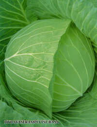 こちらは野菜のタネです