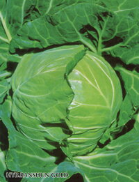 樂天商城 - 藍春ゴールド キダネFC 2500粒 キャベツ ノウリン交配 【日本農林社 種 たね タネ 】【通常5倍 5のつく日はポイント10倍】