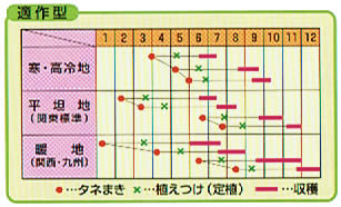 秋みどり キダネFC 2500粒 キャベツ ノウリン交配 【日本農林社 種 たね タネ 】【...