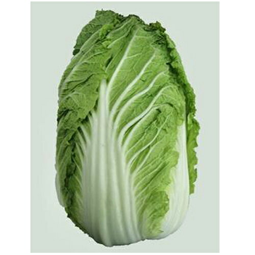 樂天商城 - ノウリン交記 CR寒次郎 ペレット 5000粒 白菜 ハクサイ はくさい【日本農林社 種 たね タネ 】【通常5倍 5のつく日はポイント10倍】