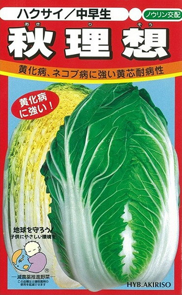 秋理想M6 ペレット 5000粒 白菜 ハクサイ はくさい ノウリン交配 【日本農林社 種 たね タネ 】【通常5..