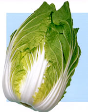 黄久娘80 キダネFC 3500粒 白菜 ハクサイ はくさい ノウリン交配 【日本農林社 種 ...