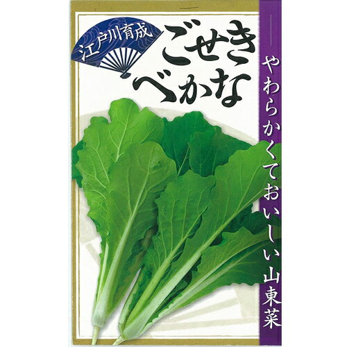 乐天商城 - 江戸川育成 ごせきべかな キダネ 1dl 山東菜 サントウナ さんとうな【日本農林社 種 たね タネ 】【通常5倍 5のつく日はポイント10倍】