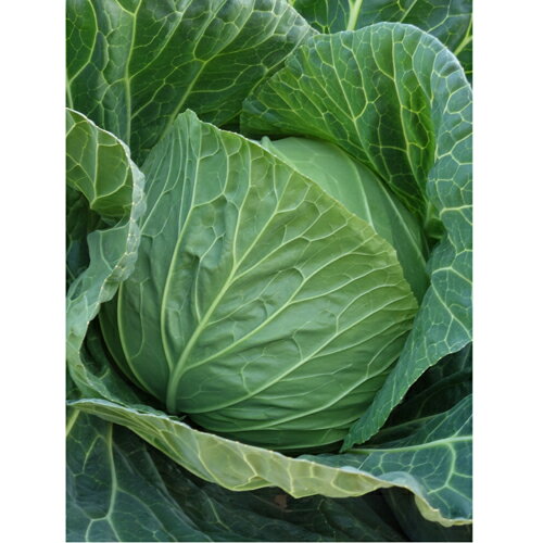 あおなみ ペレット5000粒 キャベツ ノウリン交配 【日本農林社 種 たね タネ 】【通常5倍 5のつく日は..