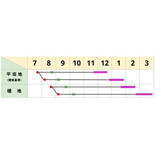 あおなみ ペレット5000粒 キャベツ ノウリン交配 【日本農林社 種 たね タネ 】【...