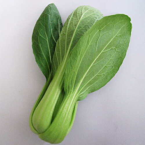 樂天商城 - レイロン（麗龍） 5000粒 ちんげんさい 青梗菜 【日本農林社 種 たね タネ 】【通常5倍 5のつく日はポイント10倍】