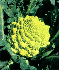 �����ȼ�� �����ޤ� L5(5000γ) ����ե������μ�� �� ���� ���� �ۡ��̾�5�� 5�ΤĤ����ϥݥ����10�ܡ�