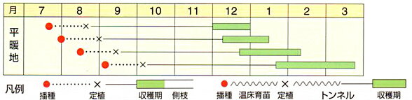 コート種子 うずまき L5(5000粒) カリフラワー【野崎採種場 種 たね タネ 】【通常...