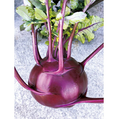 樂天商城 - マインレッド(コールラビ) 2500粒 キャベツ【野崎採種場 種 たね タネ 】【通常5倍 5のつく日はポイント10倍】