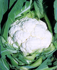 樂天商城 - 寒月 20ml カリフラワー【野崎採種場 種 たね タネ 】【通常5倍 5のつく日はポイント10倍】