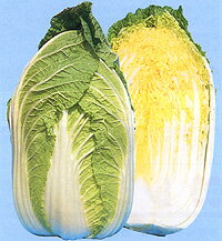 Other - 輝黄 20ml 白菜 ハクサイ はくさい【野崎採種場 種 たね タネ 】【通常5倍 5のつく日はポイント10倍】