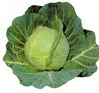 樂天商城 - 輝助 20ml キャベツ【野崎採種場 種 たね タネ 】【通常5倍 5のつく日はポイント10倍】