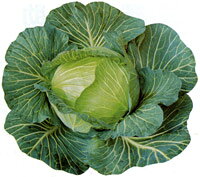こちらは野菜のタネです