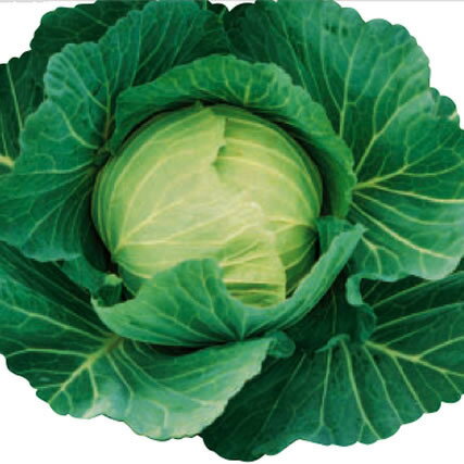 こちらは野菜のタネです