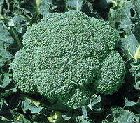 樂天商城 - 晩緑100 2500粒 ブロッコリー【野崎採種場 種 たね タネ 】【通常5倍 5のつく日はポイント10倍】