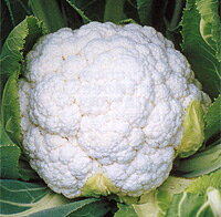 浜月33 20ml カリフラワー【野崎採種場 種 たね タネ 】【通常5倍 5のつく日はポイント10倍】