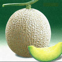 樂天商城 - アールス栄華 夏系改良 100粒 めろん メロン 舐瓜【シード 種 たね タネ 】【通常5倍 5のつく日はポイント10倍】