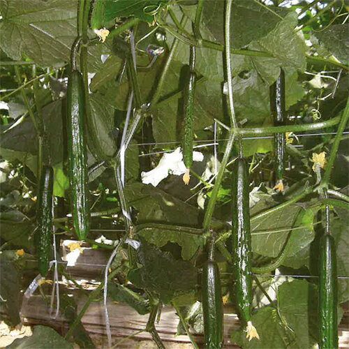 樂天商城 - なつぞら 350粒 胡瓜 キュウリ きゅうり【シード 種 たね タネ 】【通常5倍 5のつく日はポイント10倍】