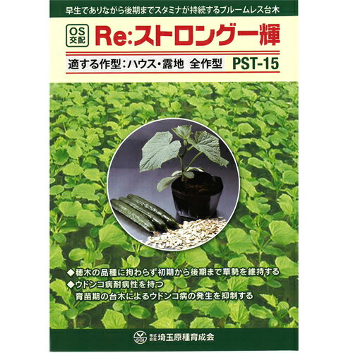乐天商城 - Re:ストロング一輝 350粒 台木 【シード 種 たね タネ 】【通常5倍 5のつく日はポイント10倍】