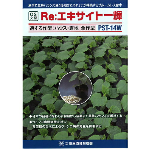 Other - Re:エキサイト一輝 350粒 台木 【シード 種 たね タネ 】【通常5倍 5のつく日はポイント10倍】