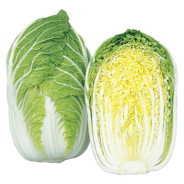 樂天商城 - 初美月 20ml 白菜 ハクサイ はくさい【サカタ 種 たね タネ】【通常5倍 5のつく日はポイント10倍】