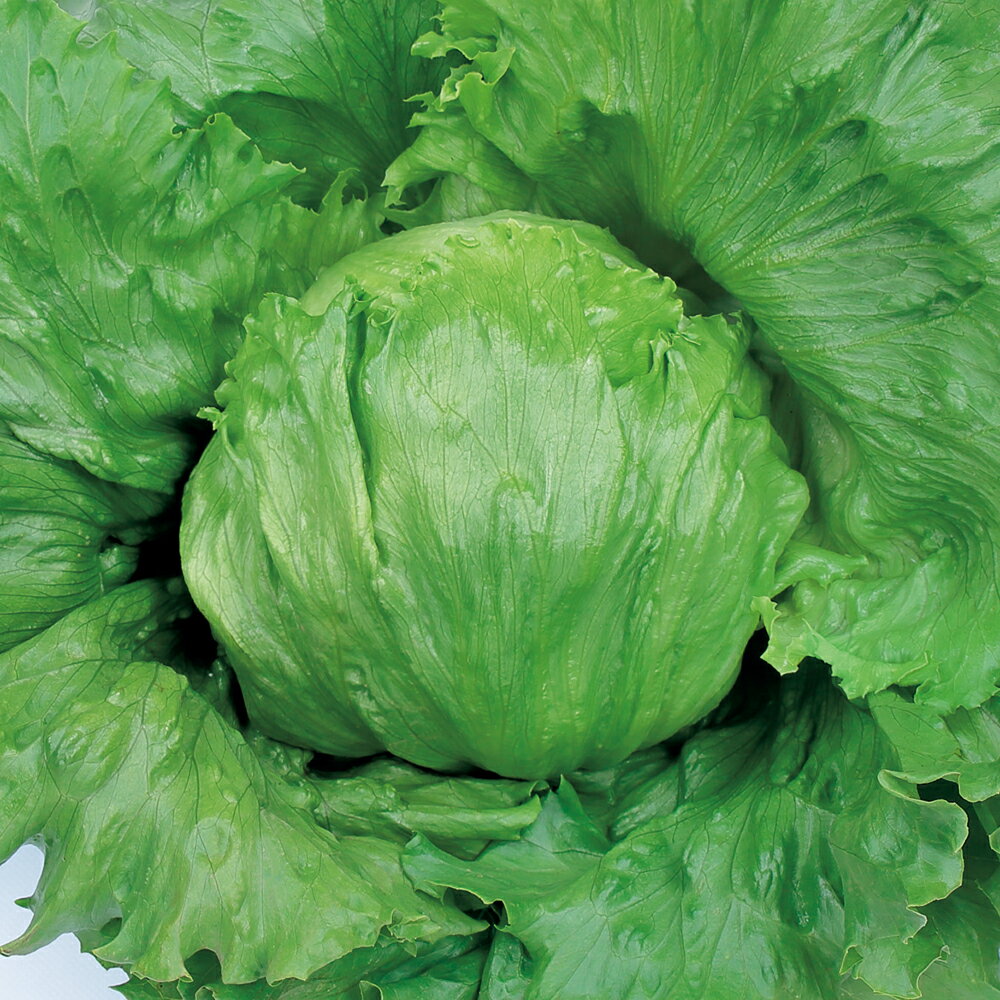 樂天商城 - ターンオーバー ペレット5000粒 レタス 【サカタ 種 たね タネ】【通常5倍 5のつく日はポイント10倍】