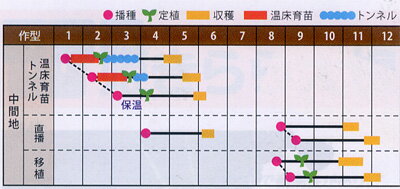 黄芯系 心美白菜 20ml 白菜 ハクサイ はくさい 山陽交配 【山陽種苗 種 たね タネ ...