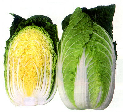 黄芯系 心美白菜 10ml 白菜 ハクサイ はくさい 山陽交配 【山陽種苗 種 たね タネ 】【通常5倍 5のつく日はポイント10倍】