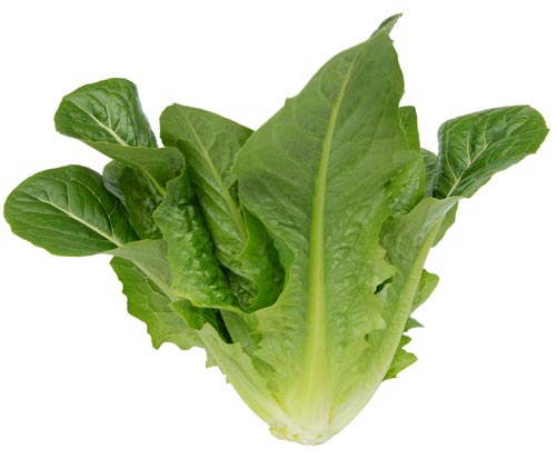 ���۰��� �����쥿�� �����ץ�ϡ��� L������5000γ �쥿���ڻ��ۼ��� �� ���� ���� �ۡ��̾�5�� 5�ΤĤ����ϥݥ����10�ܡ�