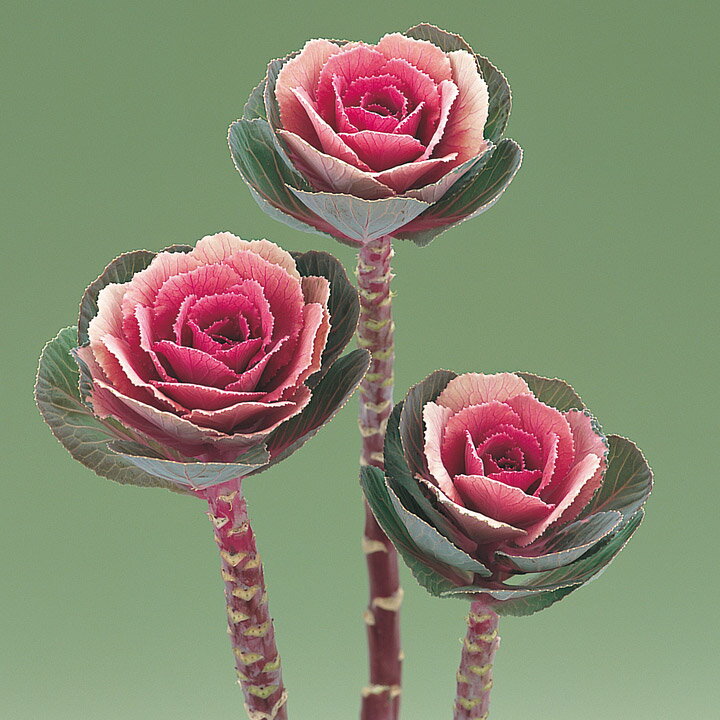 着色部は淡紅色。葉数多く立性。草丈は65〜70。 メーカー在庫となります為、流動的となります メーカー確認後、すぐにご用意できない等の場合もございます。その際は予約対応となり別途御連絡させていただきます。 申し訳ございませんが、ご了承の程よろしくお願いいたします。 【納期】 見込みで7から12営業日・取り寄せ・予約商品に関しましては、後ほど弊社より連絡させていただきます。 上記期間はあくまで見込みでの計算となります事、ご了承下さいませ。こちらは花のタネです