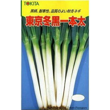 東京冬黒 2DL 葱 ネギ ねぎ【トキタ 種 たね タネ】【通常5倍 5のつく日はポイント...