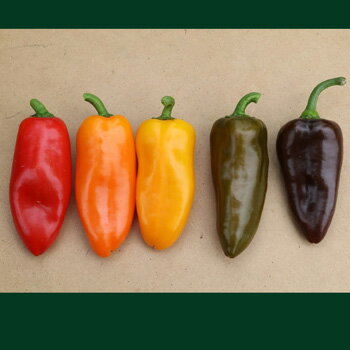 樂天商城 - ぷちピープロ 83チェリーブラウン 100粒 ピーマン ぴーまん ダイヤ交配 【トキタ 種 たね タネ】【通常5倍 5のつく日はポイント10倍】